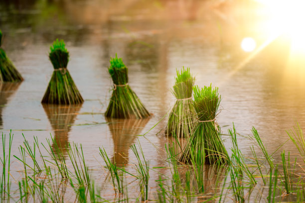 农村或乡村的稻田图片下载