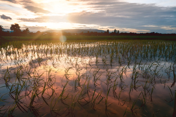 农村或乡村的稻田图片下载