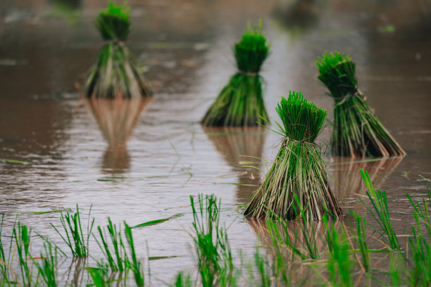 农村或乡村的稻田图片下载