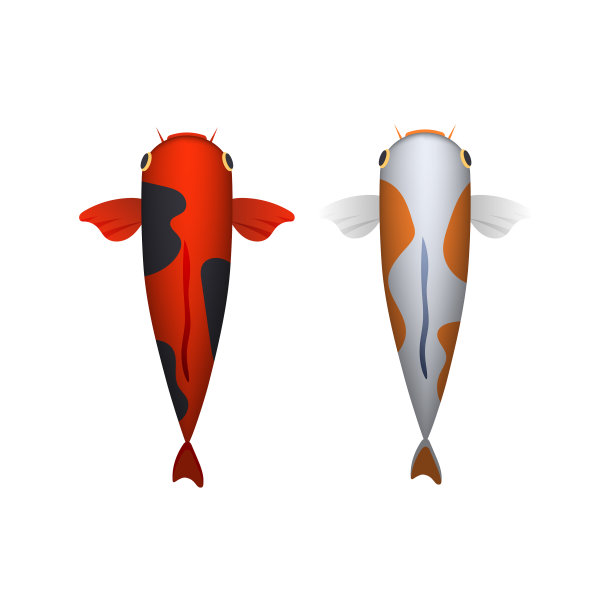 东方彩虹鲤鱼水栖水底图片下载