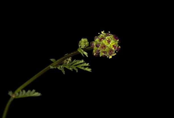 小地榆，沙拉地榆，花园地榆，小地榆，或地榆，是蔷薇科植物，原产于欧洲西部，中部和南部图片下载