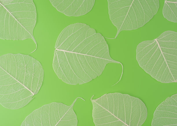 一个叶子骨架纹理封闭孤立的绿色背景，在高分辨率的宏观视图图片下载