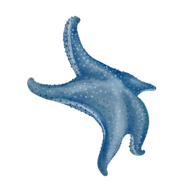 海星水彩画孤立在白色的背景。水彩画插图，海洋动物绘画图片下载