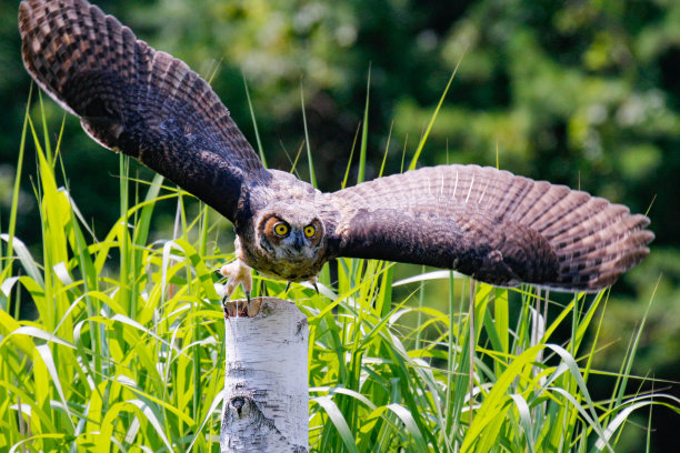一系列照片显示了一只巨大的有角猫头鹰在飞行。小猫头鹰正在学习飞翔图片下载