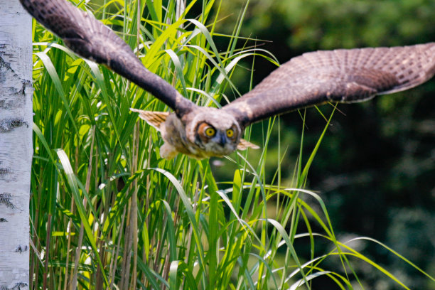 一系列照片显示了一只巨大的有角猫头鹰在飞行。小猫头鹰正在学习飞翔图片下载