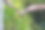 一系列照片显示了一只巨大的有角猫头鹰在飞行。小猫头鹰正在学习飞翔图片下载