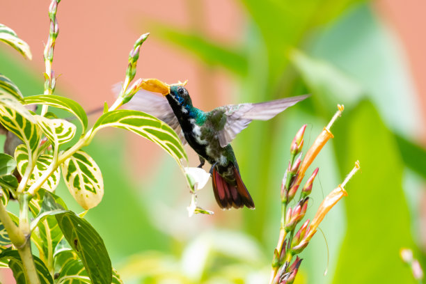一只幼年的黑喉芒果蜂鸟(黑炭胸蜂鸟)以花园里的热带花朵为食。图片下载