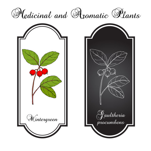 东部茶藨子，checkerberry, boxberry，或者图片下载