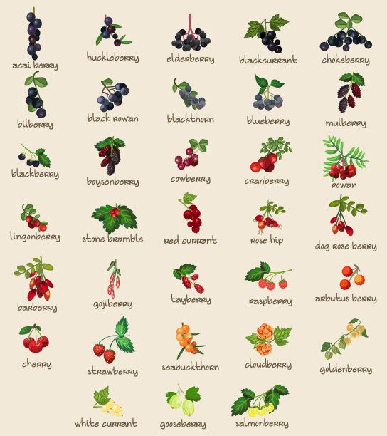 33不同的植物可食浆果，浆果，水果。完全分层和分组。形状和颜色可编辑矢量插图。图片下载