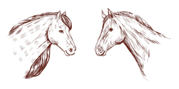 马头孤立在白色背景粗略图片下载