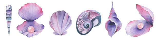 水彩套的贝壳海洋生命元素组图片下载