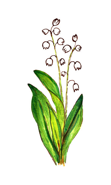 手绘水彩春天的铃兰山谷花孤立在白色的背景。用于季节性的春假，贺卡，印刷品，化妆品。图片下载