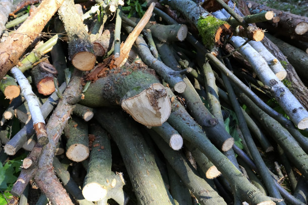 正在准备木柴的树枝图片下载