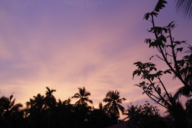 日落时树木的剪影图片下载