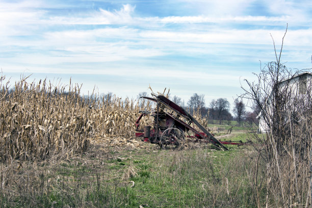 马拉着玉米采摘工闲坐着图片下载