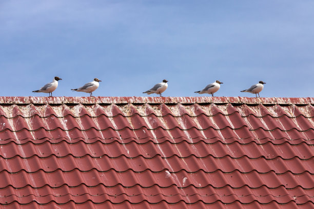 白色的海鸥坐在蓝天下的屋顶上图片下载