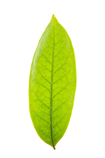 热带树叶放在白色的背景上图片下载