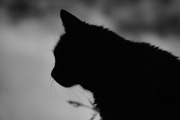 猫的轮廓图片下载