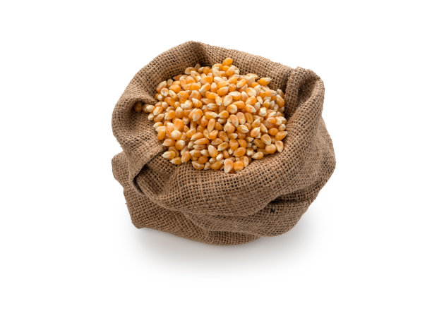 麻袋里的玉米种子，白色背景图片下载