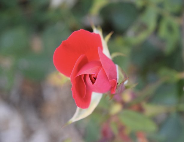 玫瑰芽图片下载