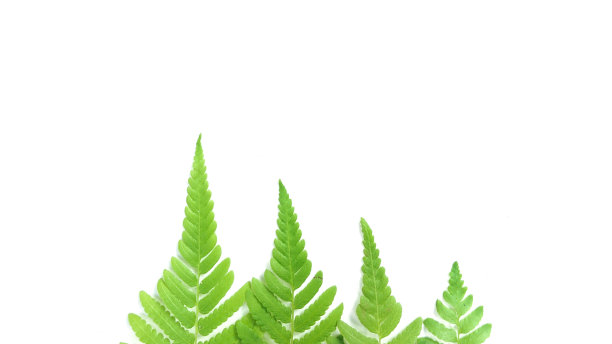 白色背景上的热带树叶的创意布局。最小的夏季异国情调的概念与复制空间。平躺图片下载