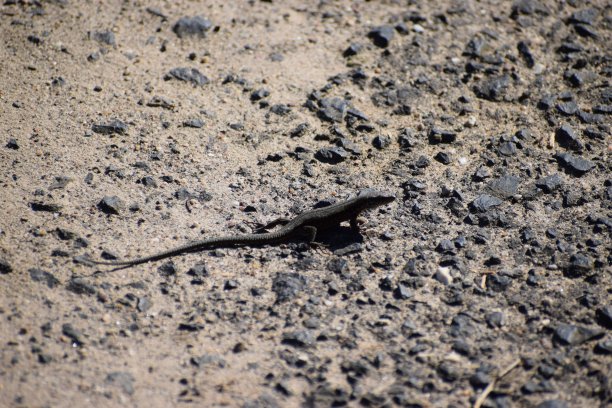 小蜥蜴在地上图片下载