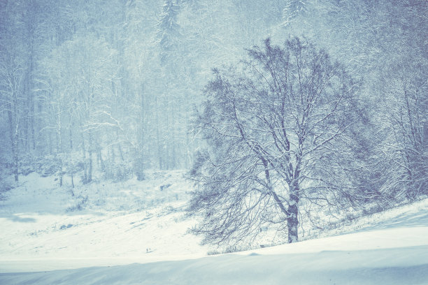 冬天的森林，浪漫的，朦胧的，雾蒙蒙的风景。复古的自然照片。雪草地上孤独的树图片下载