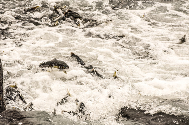 阿拉斯加瓦尔迪兹跳鲑鱼图片下载