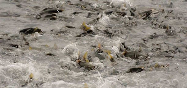 阿拉斯加的鲑鱼产卵图片下载