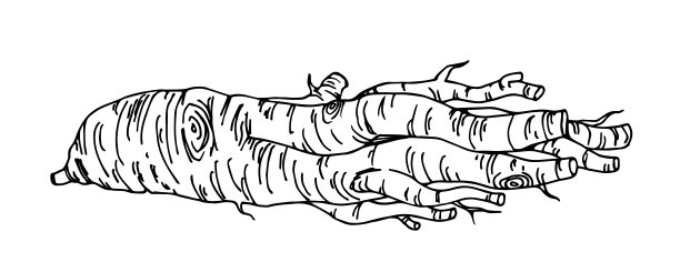 人参鲜根、中药、制药及化妆品行业图片下载