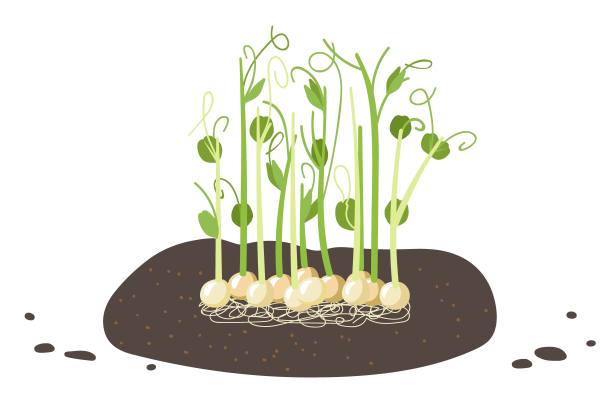 新鲜豌豆。栽培微绿豌豆，幼芽，豌豆种子在地里，植物根。发芽。健康的营养。在家里种植超级食物。卡通平面矢量插图图片下载