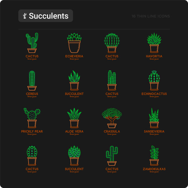 把仙人掌和多肉植物放在花盆里细线图片下载