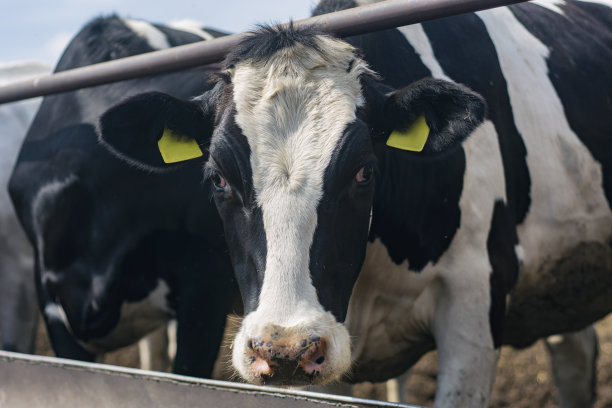 农场背景上一头正在吃干草的牛的肖像。图片下载