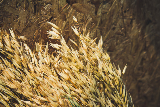 日照小麦图片下载