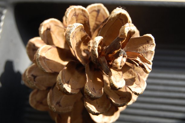 云杉锥体的高角度视图。图片下载