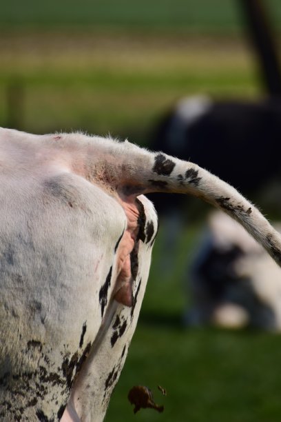 牛排便时的后腿部分图片下载