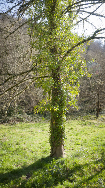 藤蔓覆盖的树干图片下载