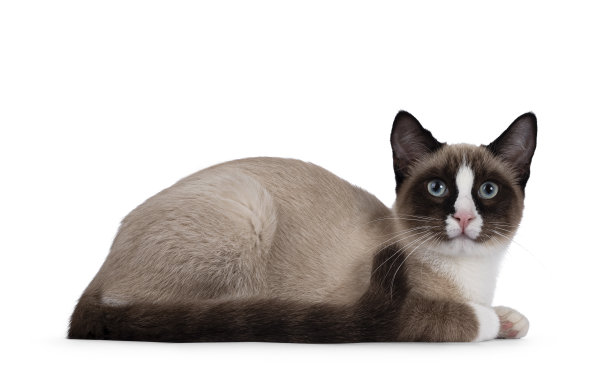 白色背景上的雪鞋猫图片下载