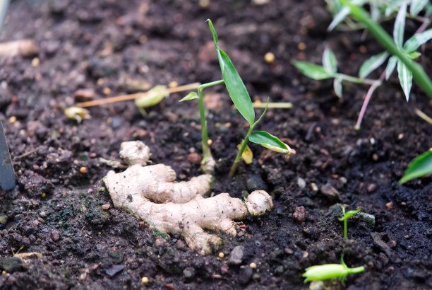 在土壤中生长的生姜幼苗图片下载