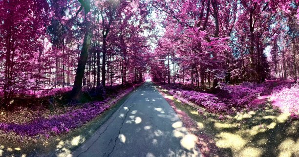 美丽的粉红色和紫色的红外全景乡村景观与蓝色的天空图片下载