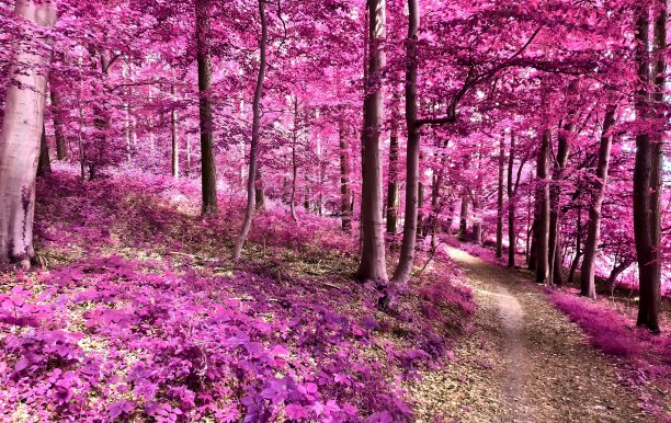 美丽的粉红色和紫色的红外全景乡村景观与蓝色的天空图片下载