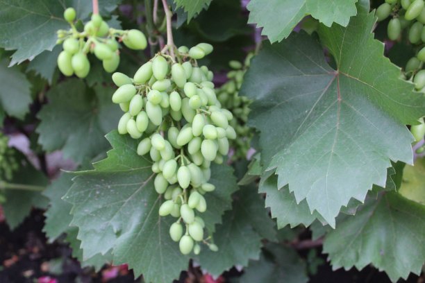 一串绿色的葡萄在藤上成熟了图片下载