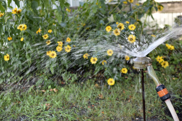 夏天花园里的喷水器图片下载