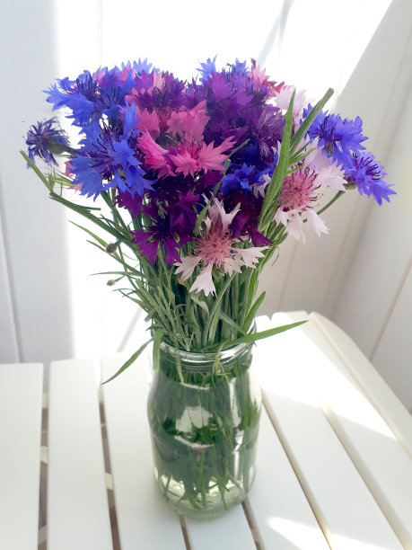 一束五颜六色的矢车菊，放在白色内饰背景的玻璃瓶里。矢车菊属。图片下载