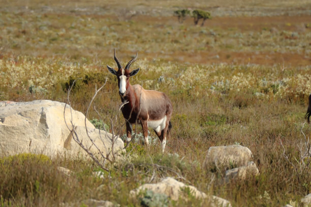在南非开普敦的开普角国家公园，在芬博斯牧场上吃草的羚羊图片下载