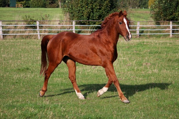 一匹漂亮的棕色大马正在绿色的围场上奔跑图片下载