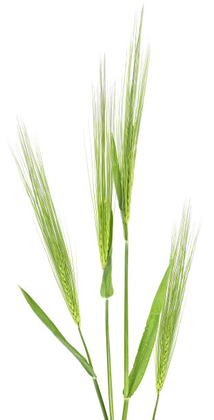 在白色背景上分离的小麦的绿色小穗图片下载