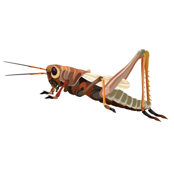 天然蝗虫棕色隔离物上图片下载