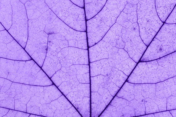 秋天树叶的微距照片。枫叶的纹理接近紫色调。创意摄影图片下载