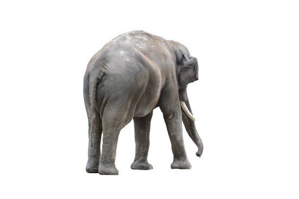 大象的后退。大灰象从后面孤立在白色背景上。近距离站立大象全身图片下载